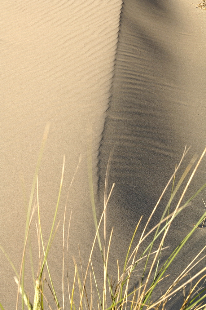 Ynyslas dunes, National Nature Reserve, Ceredigion, Wales, UK, Europe