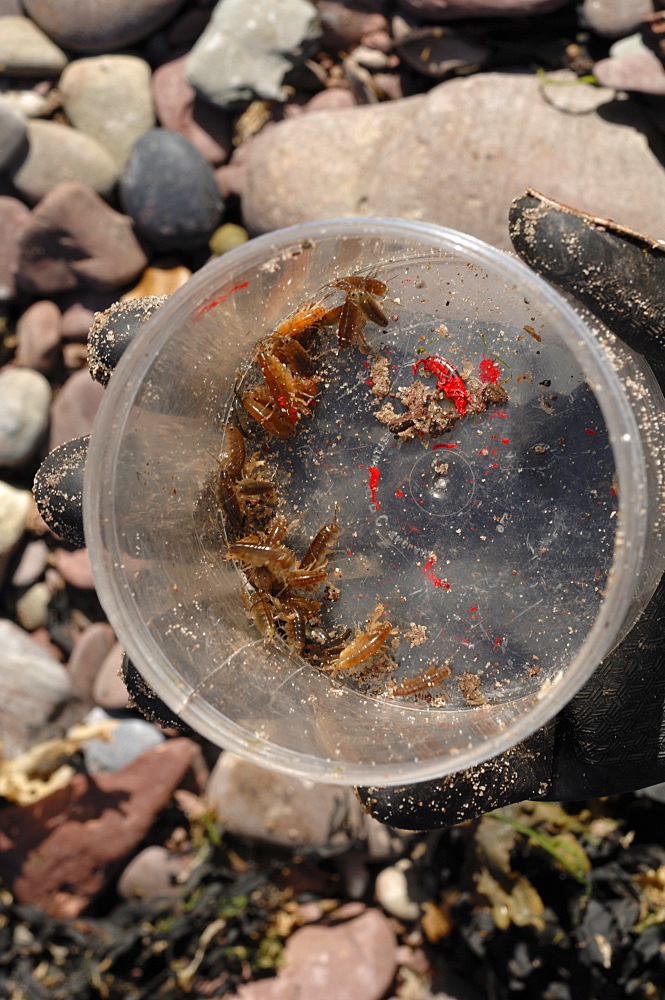 Sandhoppers in collecting jar, A level students doing a sandhopper survey, Castle Bay, Dale, Pembrokeshire, Wales, UK, Europe