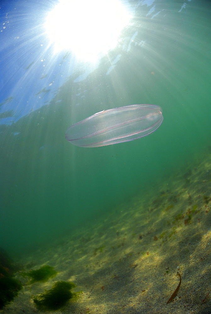 Comb jellyfish, Pembrokeshire, Wales, UK    (rr)