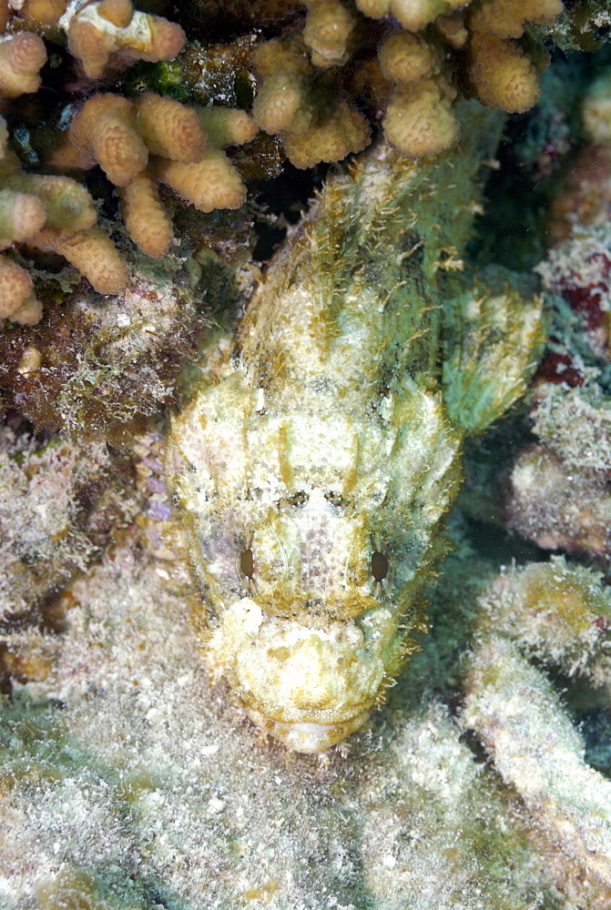 Scorpionfish, Mahe, Seychelles, Indian Ocean