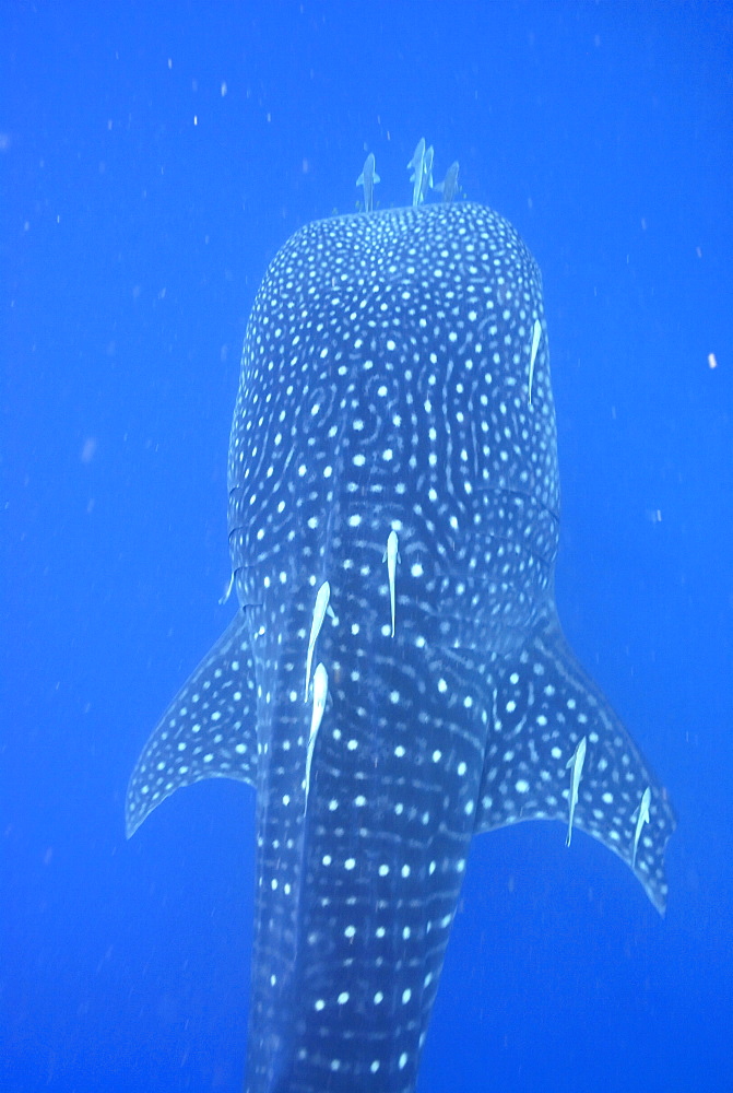 Whale Shark  with damaged pectotal fin and remoras, Rhincodon typus, Mahe, Seychelles, Indian Ocean