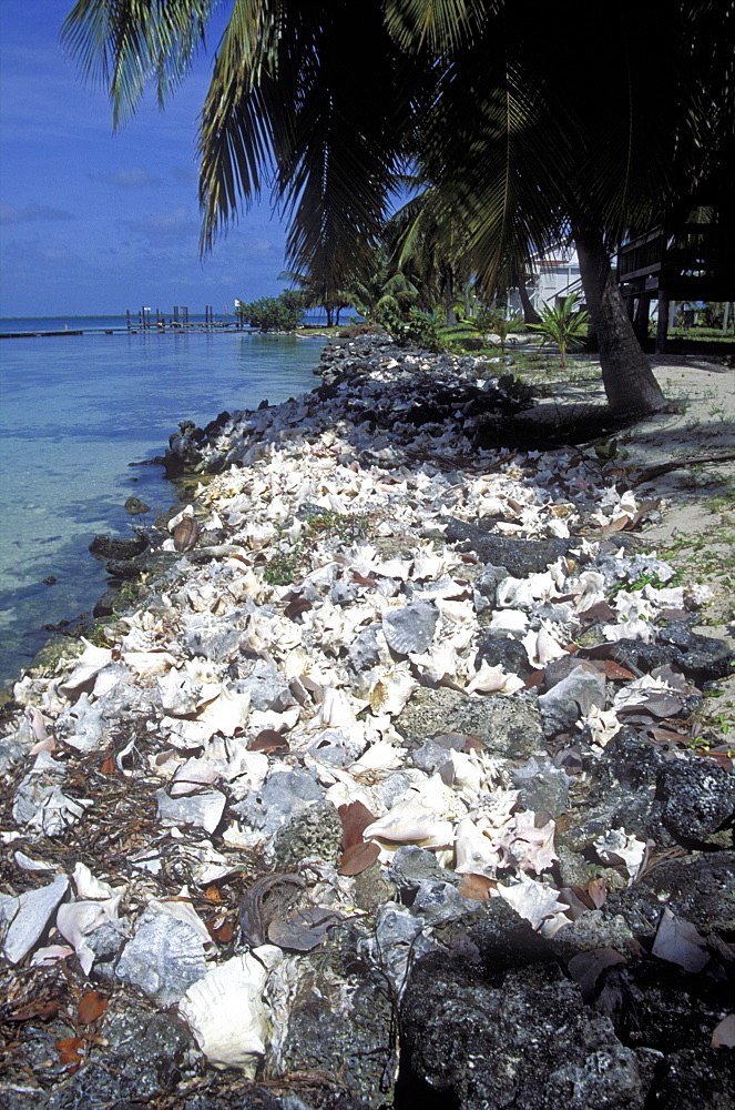 Sea defence made from Queen Coch shells, South Water Cay, Belize      (rr)