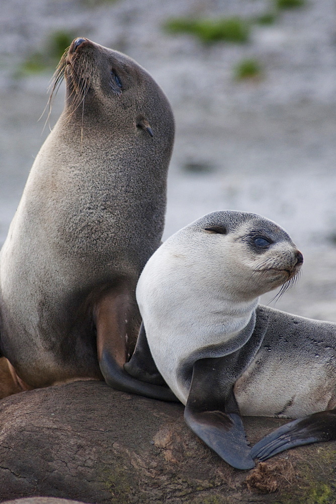 Antarctic Fur Seal mother and pup, Arctocephalus gazella, South Georgia, South Atlantic Ocean.