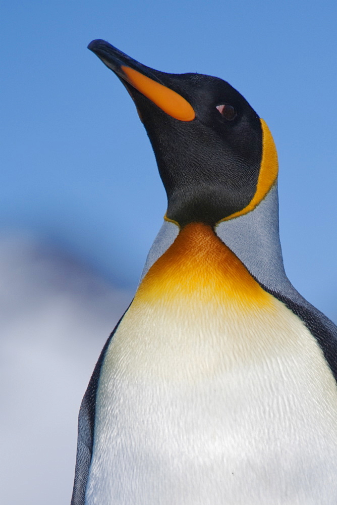 King Penguin, Aptenodytes patagonicus, Salisbury Plain, South Georgia, South Atlantic Ocean.