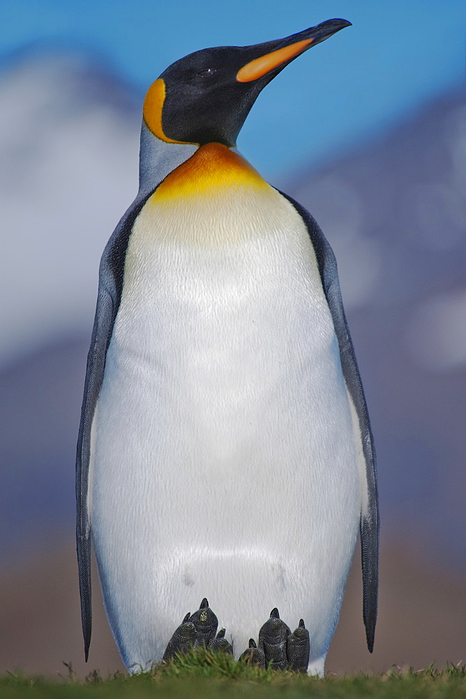 King Penguin, Aptenodytes patagonicus, with the mountains of South Georgia in the background, Salisbury Plain, South Georgia, South Atlantic Ocean.