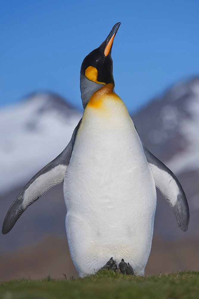 King Penguin, Aptenodytes patagonicus, displaying, with the mountains of South Georgia in the background, Salisbury Plain, South Georgia, South Atlantic Ocean. 