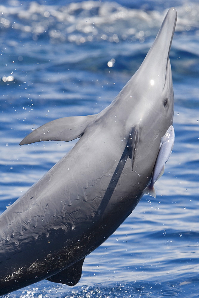 Central American Spinner Dolphin, Stenella longirostris centroamericana, spinning with small Remora attached, Costa Rica, Pacific Ocean.