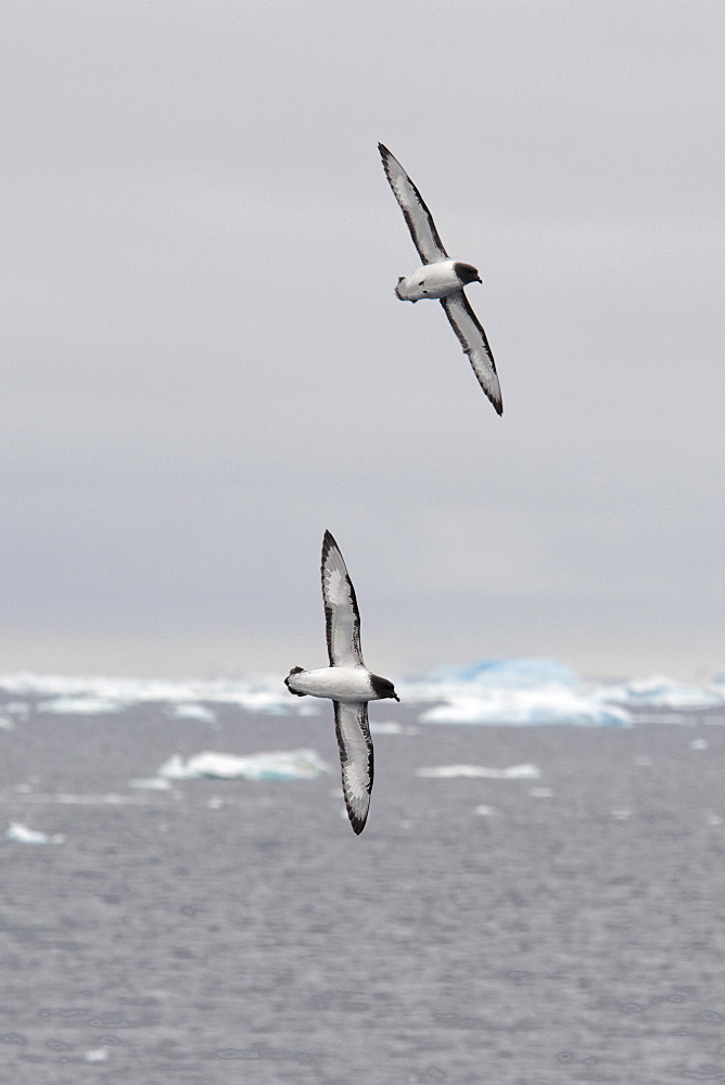 A pair of Cape Petrels, Daption capense, soaring with icebergs in the background, Weddell Sea, Antarctica.