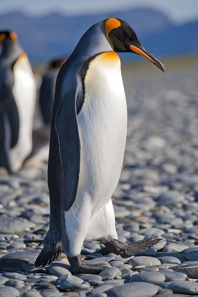 King Penguin (Aptenodytes patagonicus) amongst colony with South Georgia mountains in the background. Salisbury Plain, South Georgia.