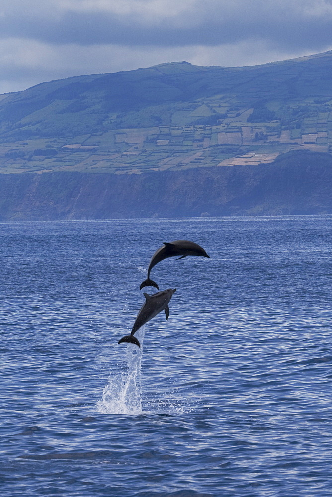 Atlantic Spotted Dolphin (Stenella frontalis) two animals breach simultaneously with the Island of Faial in the background. Azores, Atlantic Ocean.