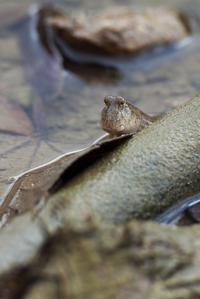 Common mudskipper (Periophthalmus Modestus), Hong Kong mangrove forest, Hong Kong, China, Asia