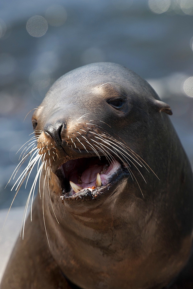 California sealion (Zalophus californianus) adult female, Monterey, California, United States of America, North America