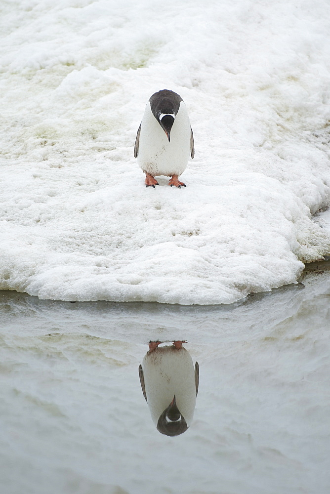 Gentoo penguin (Pygoscelis papua) staring at reflection. Neko Harbour, Antarctic Peninsula, Antarctica, Polar Regions