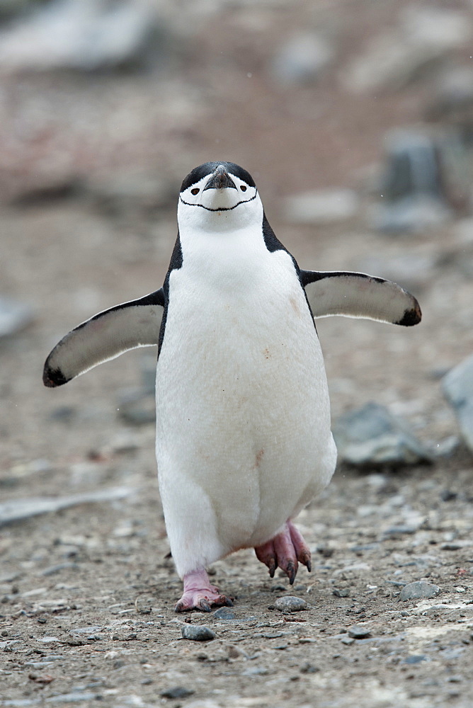 Chinstrap Penguin (Pygoscelis antarcticus), Hannah Point, South Shetland Islands, Antarctica, Polar Regions 