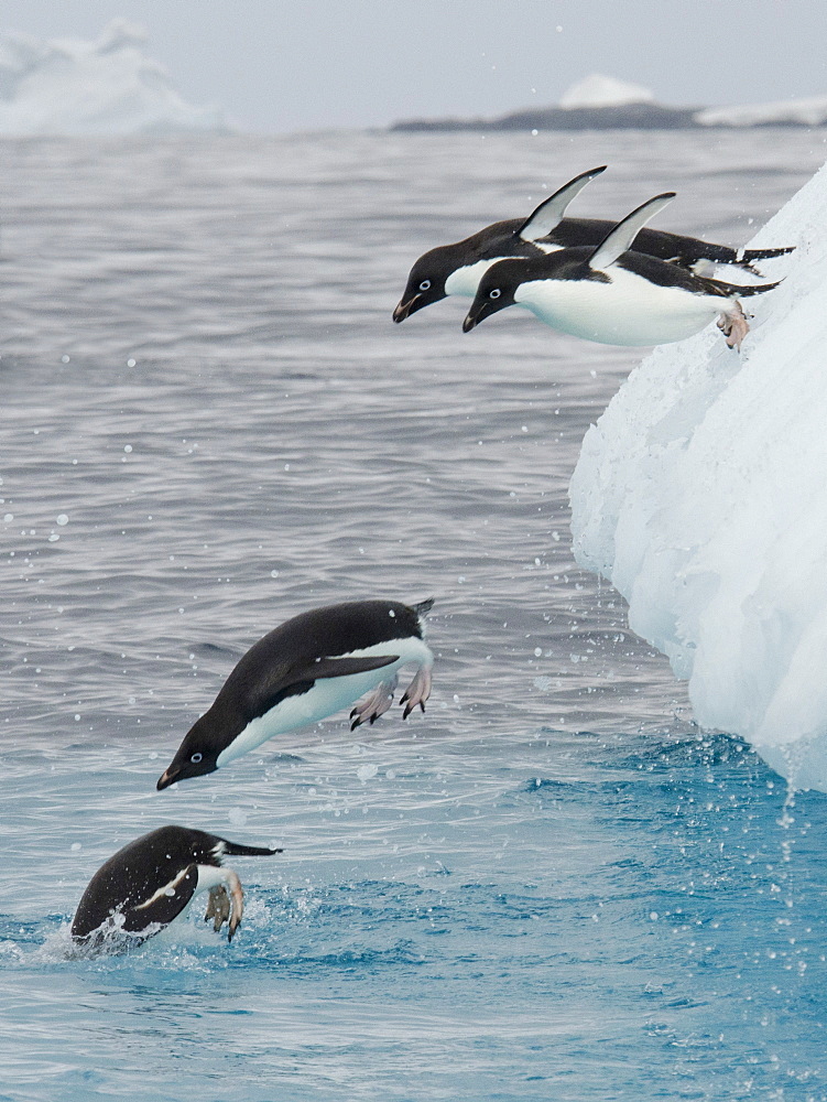 Adelie Penguin (Pygoscelis adeliae) group jumping off iceberg and entering water, Yalour Islands, Antarctic Peninsula, Antarctica, Polar Regions 