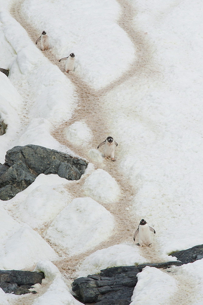 Gentoo penguins (Pygoscelis papua) on penguin walkway, South Shetland Islands, Antarctica, Polar Regions 