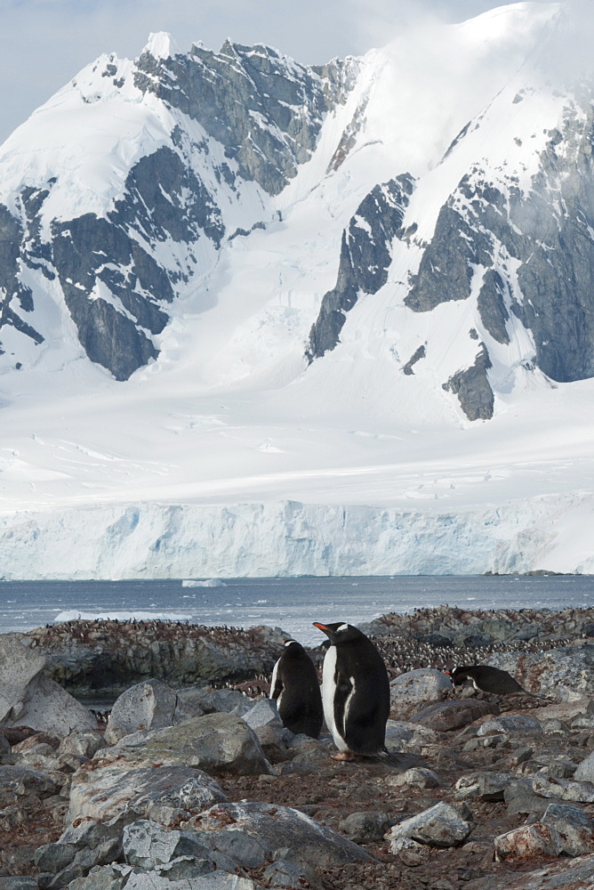 Gentoo penguins (Pygoscelis papua) with colony and mountains in background, Antarctic Peninsula, Antarctica, Polar Regions 