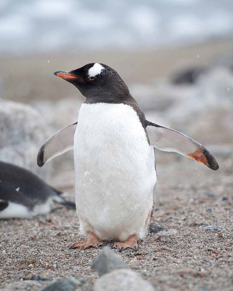 Adult Gentoo penguin (Pygoscelis papua), Neko Harbour, Antarctic Peninsula, Antarctica, Polar Regions 