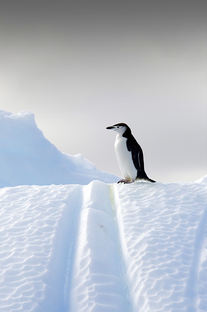 Chinstrap penguin (Pygoscelis antarcticus) on an iceberg near Deception Island, South Shetland Islands, Antarctica, Polar Regions 