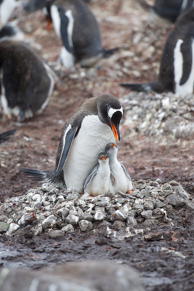 Adult Gentoo penguin (Pygoscelis papua) and chicks on nest, Neko Harbour, Antarctic Peninsula, Antarctica, Polar Regions 