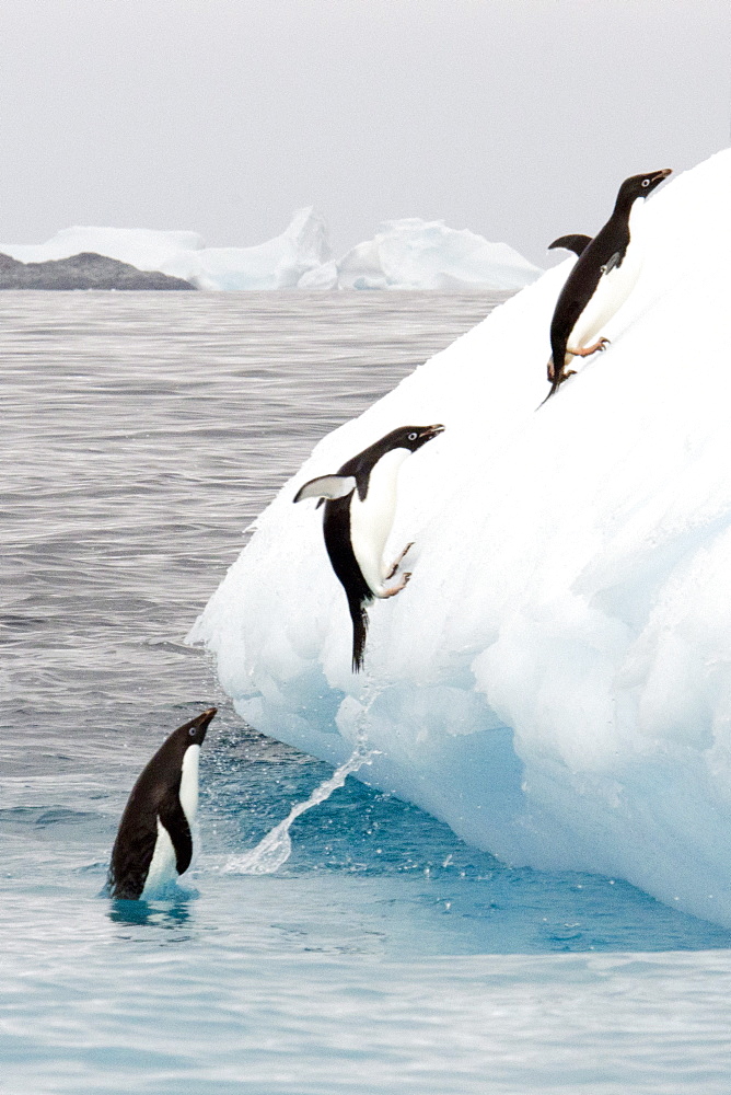 Adelie penguins (Pygoscelis adeliae) group jumping on iceberg, Antarctic Peninsula, Antarctica, Polar Regions 