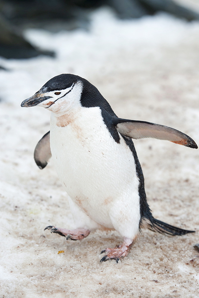 Chinstrap penguin (Pygoscelis antarcticus), Half Moon Island, South Shetland Islands, Antactica, Polar Regions