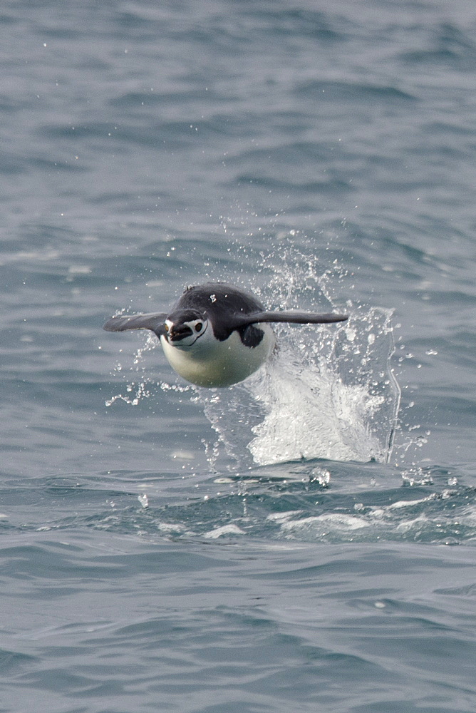 Chinstrap penguin (Pygoscelis antarcticus) porpoising, Half Moon Island, South Shetland Islands, Antarctica, Polar Regions