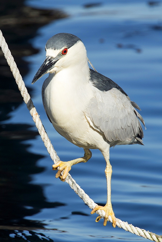 Black crowned night heron, Nycticorax nycticorax, Monterey, California, Pacific Ocean