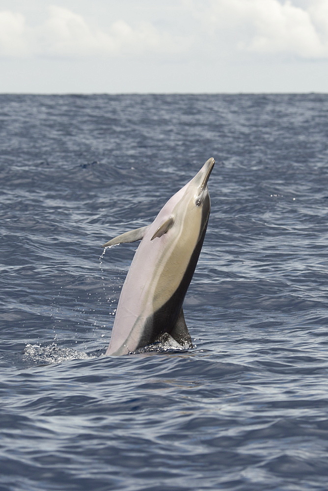 Short-beaked Common Dolphin, Delphinus delphis, back-flip, Azores, Atlantic Ocean