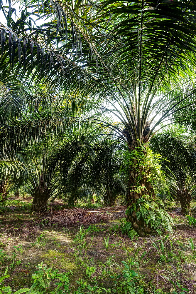 African oil palm (Elaeis guineensis) in an oil palm plantation. HDR photo. East Kalimantan, Borneo, Indonesia, Southeast Asia, Asia