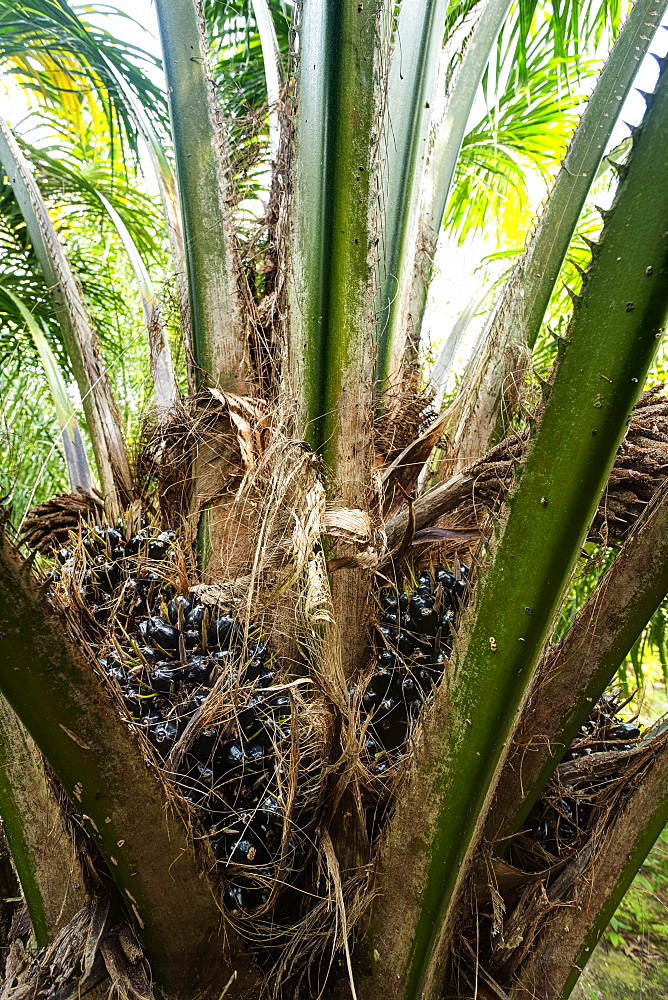 Fruit of African oil palm (Elaeis guineensis). HDR photo, East Kalimantan, Borneo, Indonesia, Southeast Asia, Asia