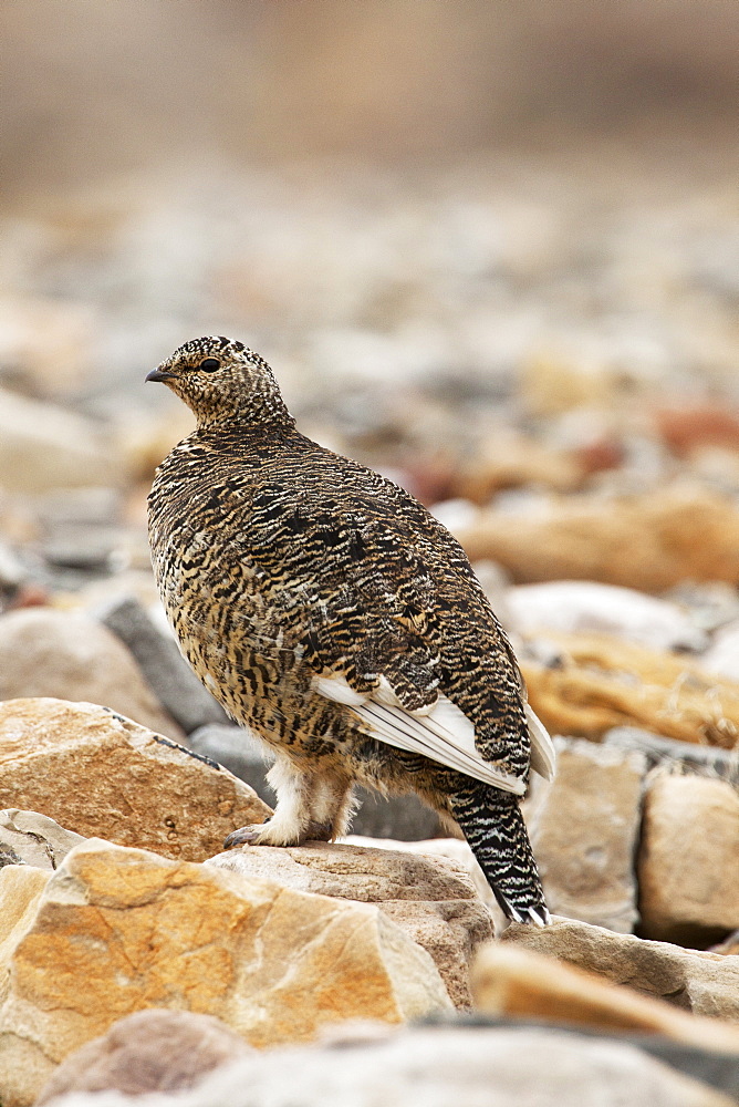 Svalbard rock ptarmigan (Lagopus muta hyperborea), Svalbard, Norway, Scandinavia, Europe