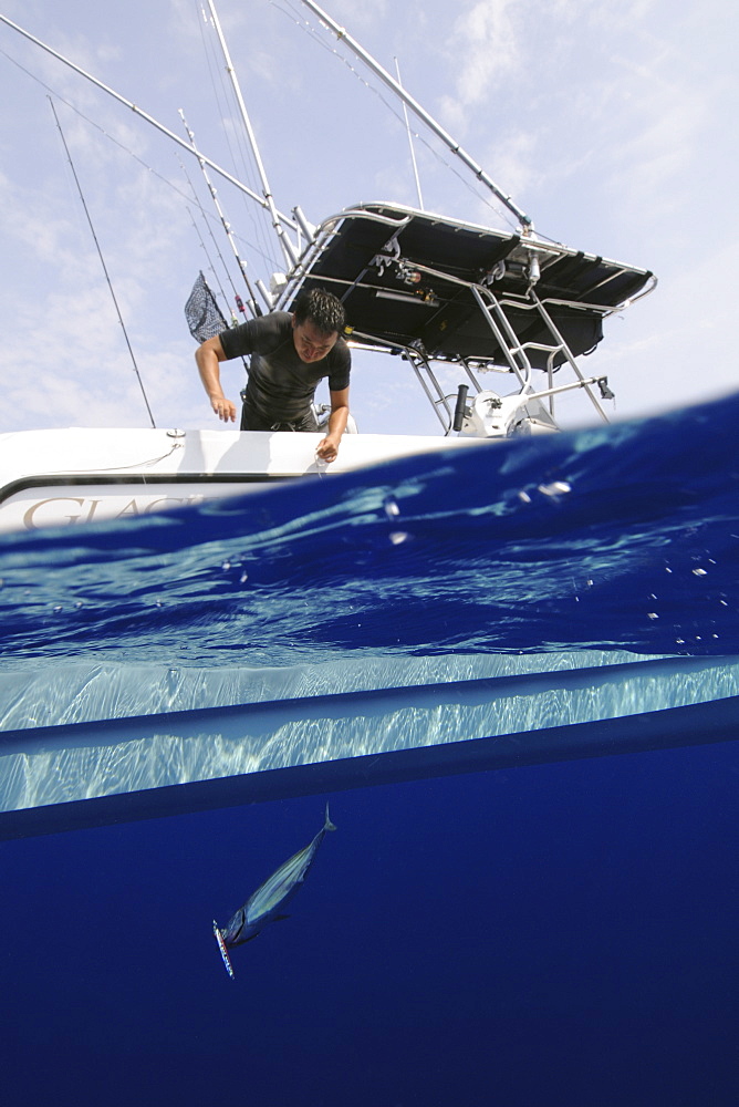 Fisherman pulls skipjack tuna hooked in fishing line, Katsuwonus pelamis, Kailua-Kona, Hawaii, United States of America, Pacific