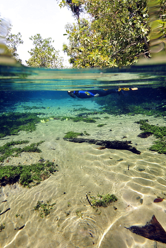 Free diver explores the underwater landscape floating down Olho D'Agua river, Bonito, Mato Grosso do Sul, Brazil, South America