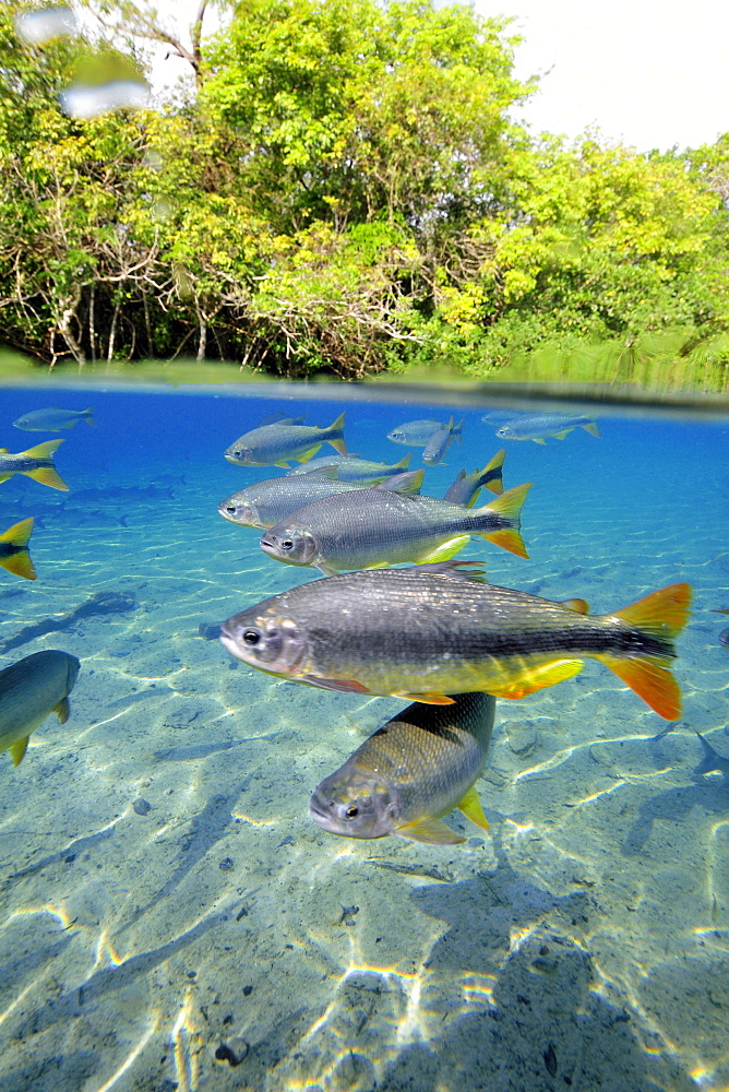 Characins (Piraputangas) (Brycon hilarii), Balneario Municipal, Bonito, Mato Grosso do Sul, Brazil, South America