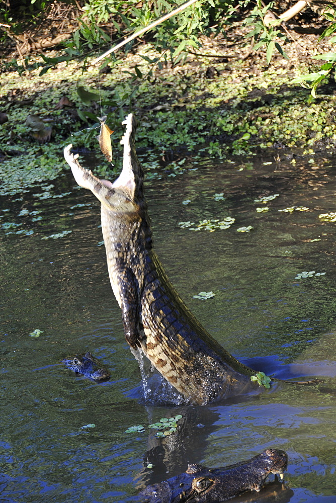 Pantanal caiman (Caiman crocodilus yacare), leaps out of the water and eats a piranha (Pygocentrus piraya), San Francisco Ranch, Miranda, Mato Grosso do Sul, Brazil, South America