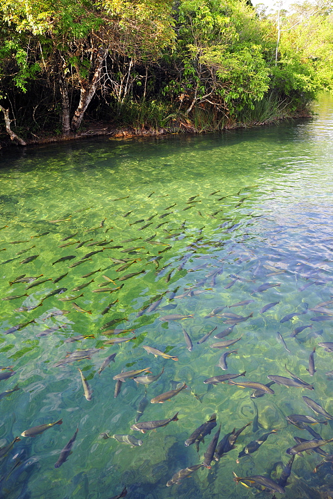 Characins (Brycon hilarii), Balneario Municipal, Formoso River, Bonito, Mato Grosso do Sul, Brazil, South America