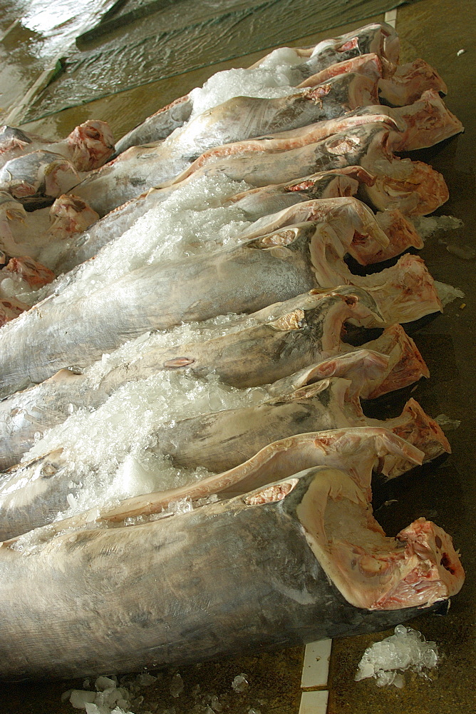 Swordfish (billfish) carcasses, Nanfang'ao fish market, Suao, Taiwan, Asia