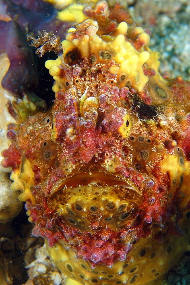 Warty frogfish (Antennarius maculatus), head detail, Gato Island, Northern Cebu, Philippines, Visayan Sea, Southeast Asia, Asia