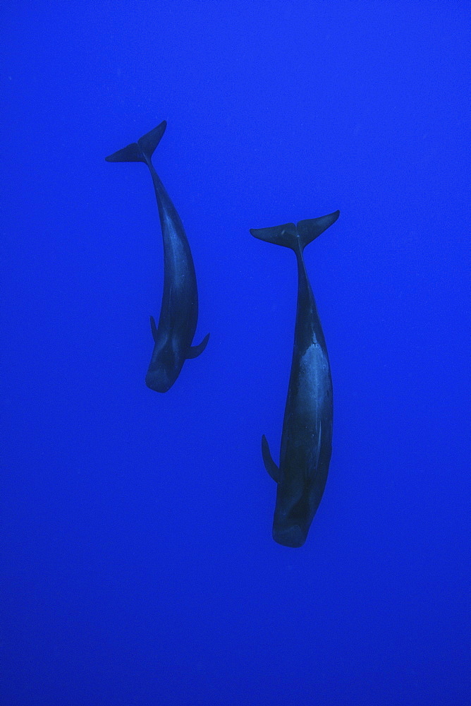 Short-finned pilot whale (Globicephala macrorhynchus), Kailua-Kona, Hawaii, United States of America, Pacific