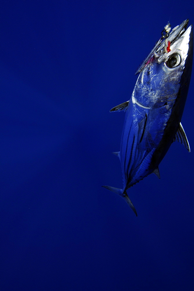 Skipjack tuna (Katsuwonus pelamis) hooked on fishing line, Kailua-Kona, Hawaii, United States of America, North America