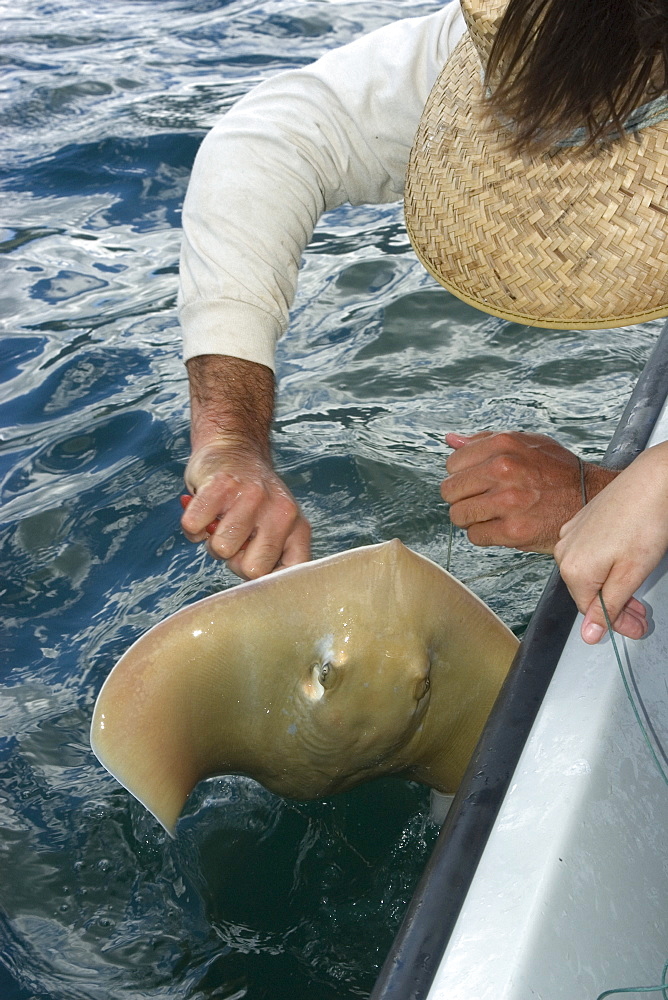 Research scientist catching stingray, Kaneohe bay, Oahu, Hawaii, United States of America, Pacific