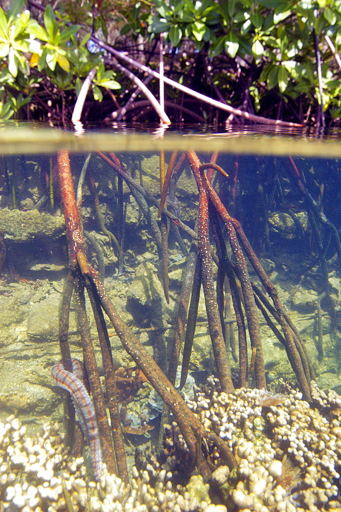 Mangrove roots underwater, Kaneohe bay, Oahu, Hawaii, United States of America, Pacific