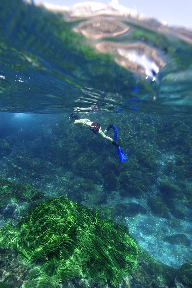 Snorkeller and green algae (Caulerpa racemosa), St. Peter and St. Paul's rocks, Brazil, South America