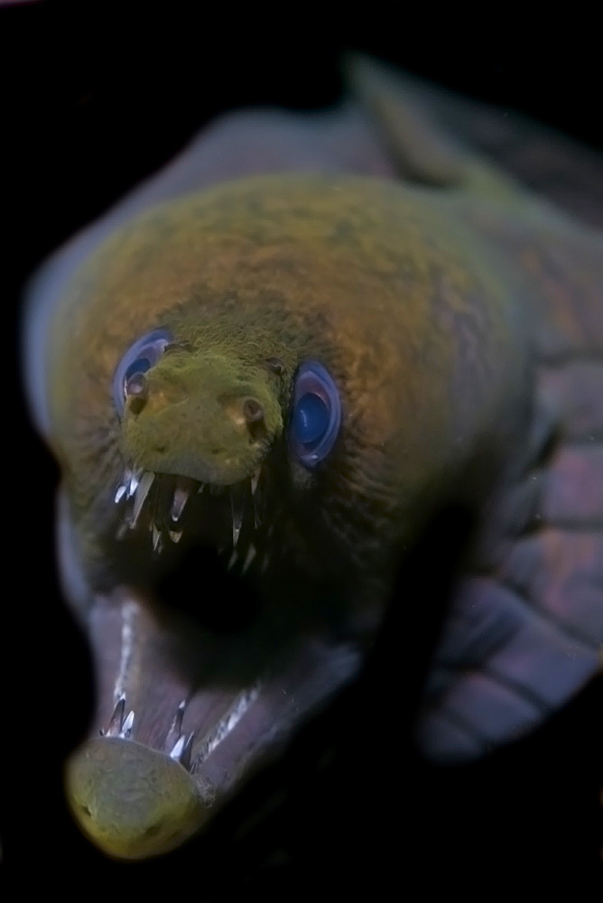 Viper moray (mulatto conger) (Enchelycore nigricans), St. Peter and St. Paul's rocks, Brazil, South America