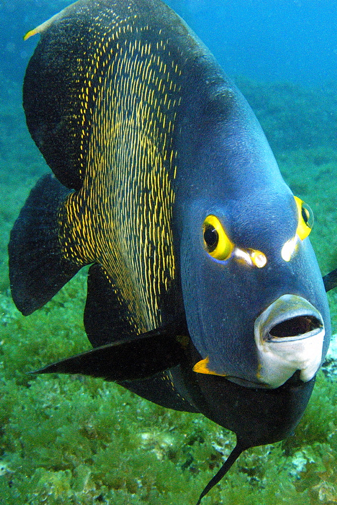 French angelfish (Pomacanthus paru), Ilha Rata, Fernando de Noronha national marine sanctuary, Pernambuco, Brazil, South America