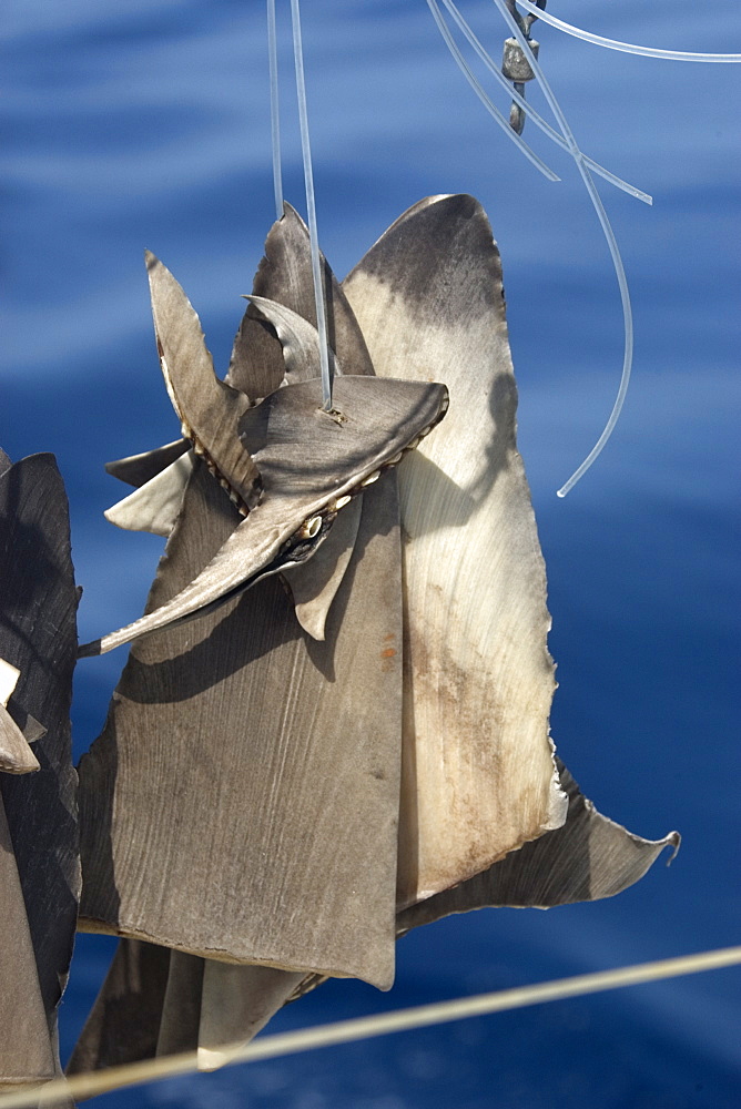 Shark fins sun-drying on commercial fishing vessel, Brazil, South America