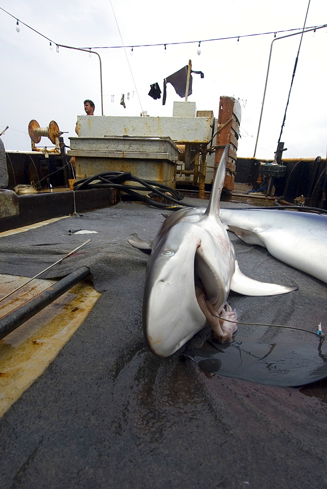 Silky shark (Carcharhinus falcifomes), offshore commercial longline shark fishing, Brazil, South America