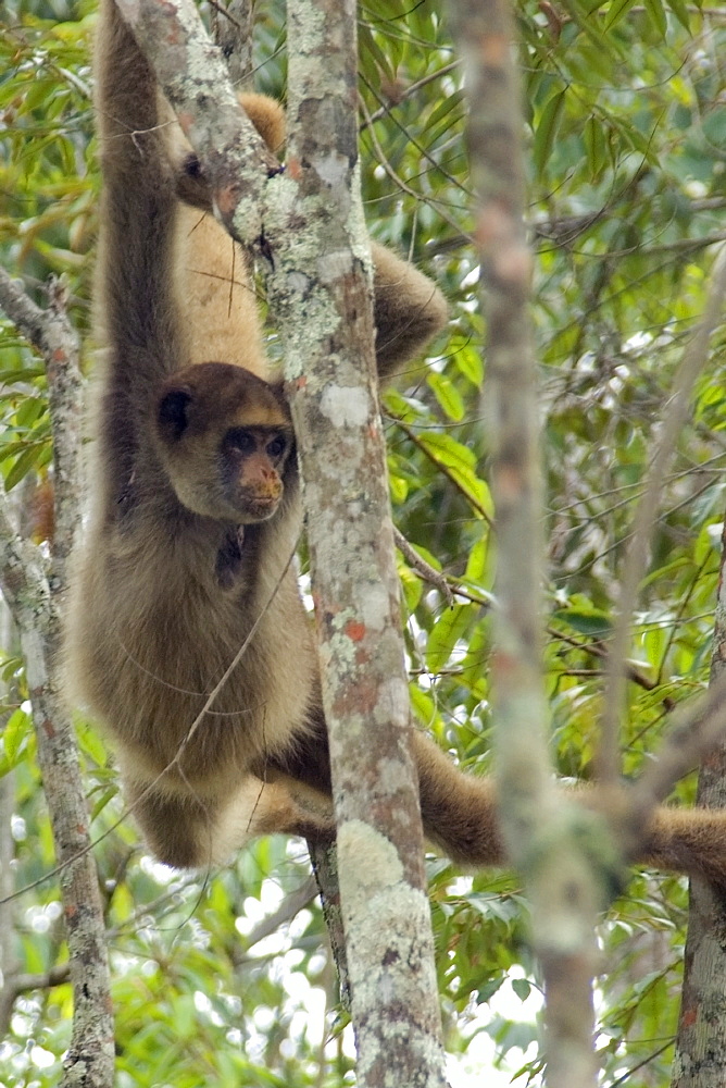 Northern muriqui (Brachyteles hypoxanthus), the largest monkey of the Americas and critically endangered, Feliciano Abdalla Private Reserve, Caratinga, Minas Gerais, Brazil, South America