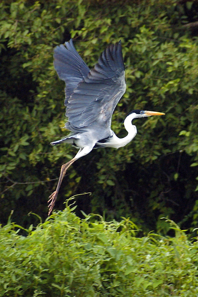 White-necked heron (cocoi heron) (maguari) (Ardea cocoi) flying, southern Pantanal, Mato Grosso do Sul, Brazil, South America